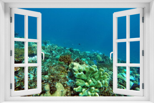 Fototapeta Naklejka Na Ścianę Okno 3D - Tropicl reef with fish in Fiji