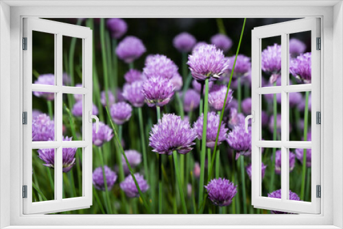 Fototapeta Naklejka Na Ścianę Okno 3D - viele lila Blüten von Schnittlauch