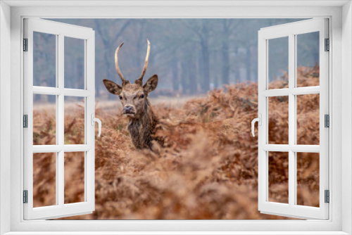 Fototapeta Naklejka Na Ścianę Okno 3D - Camouflage Deer
