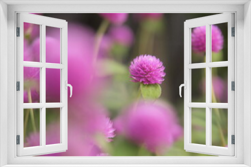 Fototapeta Naklejka Na Ścianę Okno 3D - 千日紅の花