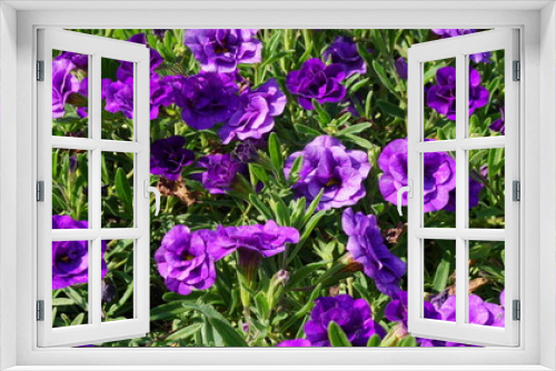 Fototapeta Naklejka Na Ścianę Okno 3D - kalibrahoa purple beautiful flowers flowerbed plant summer is sunny