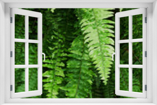 Fototapeta Naklejka Na Ścianę Okno 3D - Fern Leaves plant pattern for nature background.