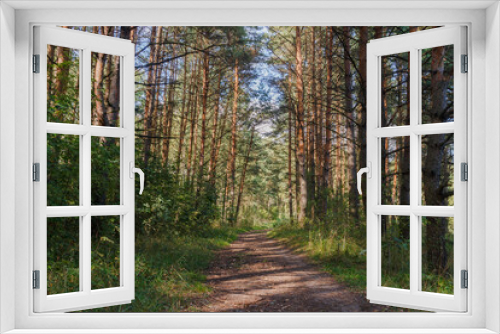 Fototapeta Naklejka Na Ścianę Okno 3D - Path in the forest. Central Russia. Summer.  Pine trees. Play of light and shadow