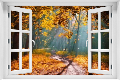 Fototapeta Naklejka Na Ścianę Okno 3D - Sunny morning in the autumn forest. Yellow leaves on the trees in the woods. The sun's rays shine through the branches of the trees. 