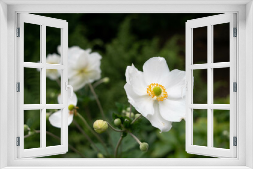 Fototapeta Naklejka Na Ścianę Okno 3D - Japanese anemone