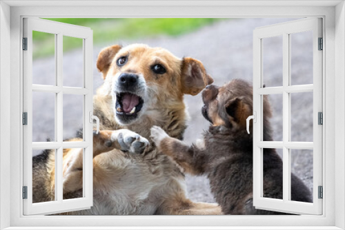 Fototapeta Naklejka Na Ścianę Okno 3D - The little puppy is playing with his mother. Mom is a dog with a small puppy