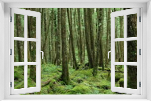 Fototapeta Naklejka Na Ścianę Okno 3D - 神秘的な苔の生えた森林