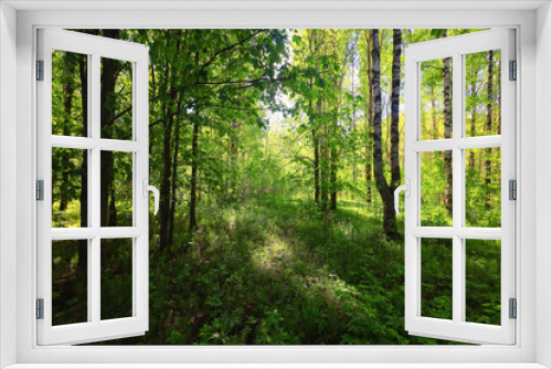 Fototapeta Naklejka Na Ścianę Okno 3D - sunny summer day in green park, beautiful landscape trees background