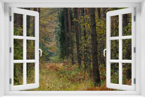 Fototapeta Naklejka Na Ścianę Okno 3D - Las jesienią