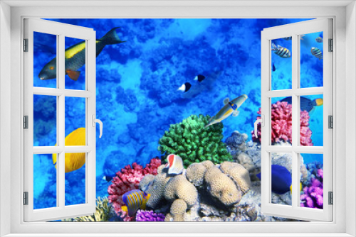 Fototapeta Naklejka Na Ścianę Okno 3D - Coral and fish in the Red Sea.Egypt