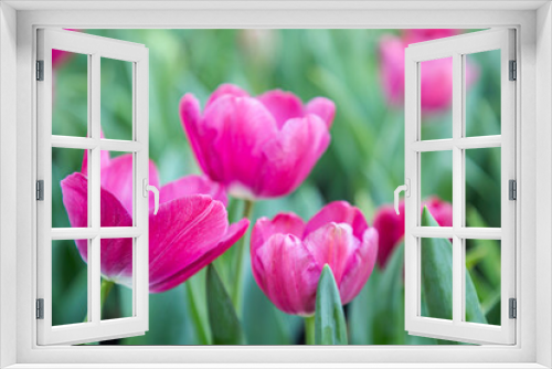 Fototapeta Naklejka Na Ścianę Okno 3D - Close up flowers background. Amazing view of colorful tulip flowering in the garden at sunny summer or spring day