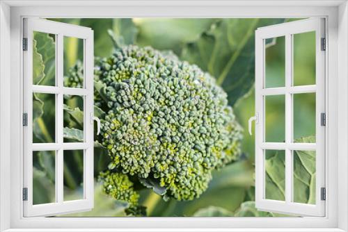 Fototapeta Naklejka Na Ścianę Okno 3D - soft focus. natural light. growing organic products without the use of chemicals. green broccoli. close-up.