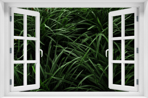 Fototapeta Naklejka Na Ścianę Okno 3D - Green Grass and leaves texture background