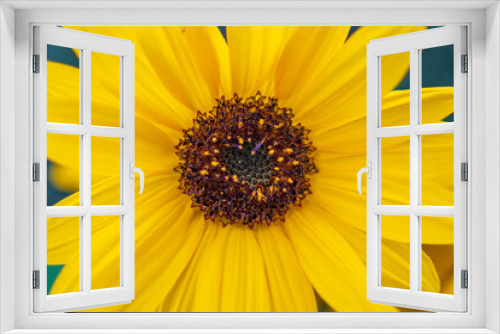 Fototapeta Naklejka Na Ścianę Okno 3D - Sonnenblume nahaufnahme