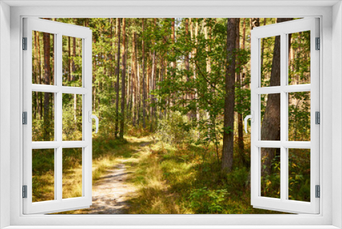 Fototapeta Naklejka Na Ścianę Okno 3D - sunny summer forest road, forest, trees, road,path, forest path