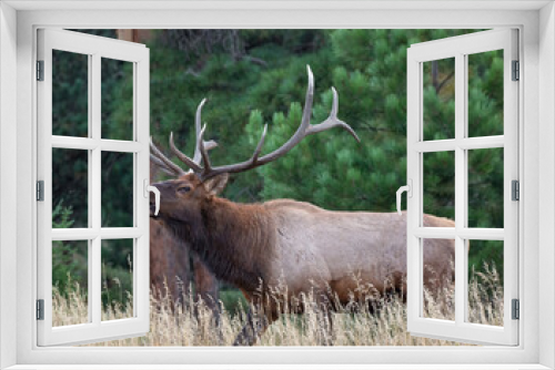 Fototapeta Naklejka Na Ścianę Okno 3D - Rocky mountain elk (cervus canadensis) bugling during fall rut Colorado, USA