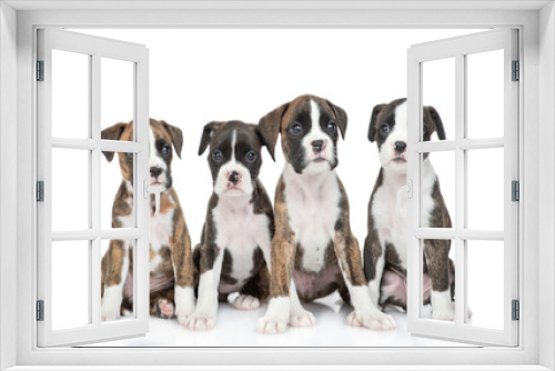 Fototapeta Naklejka Na Ścianę Okno 3D - Group of german boxers puppies sit together in front view. Isolated on white background