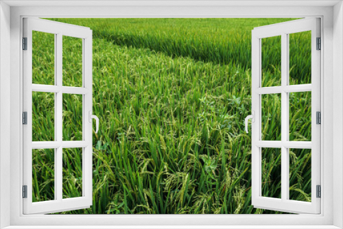Fototapeta Naklejka Na Ścianę Okno 3D - Close Up Rice Fields