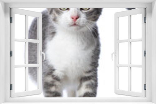 Fototapeta Naklejka Na Ścianę Okno 3D - Cute tabby kitten on white background