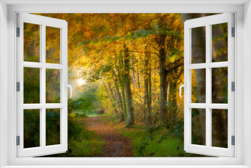 Fototapeta Naklejka Na Ścianę Okno 3D - a path in between golden colored trees in the forest at sunset