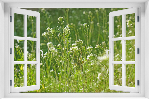 Fototapeta Naklejka Na Ścianę Okno 3D - White long flowers on a green meadow. Summer field.