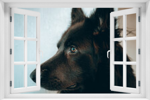 Fototapeta Naklejka Na Ścianę Okno 3D - german shepherd dog portrait