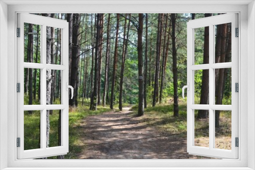 Fototapeta Naklejka Na Ścianę Okno 3D - Widok na las