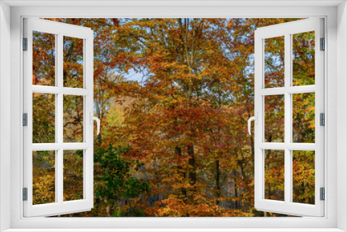 Fototapeta Naklejka Na Ścianę Okno 3D - Autumn Beech trees in full autumn colors