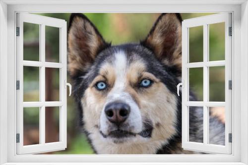 Fototapeta Naklejka Na Ścianę Okno 3D - Sled dog of Denali National Park
