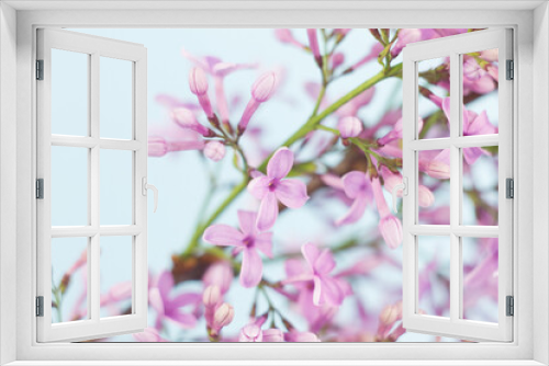 Fototapeta Naklejka Na Ścianę Okno 3D - close-up of small fresh flowers of lilac of purple color, natural spring background on a pastel blue background.