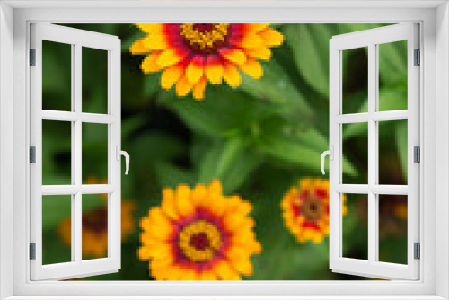 Fototapeta Naklejka Na Ścianę Okno 3D - bicolored orange zinnia (heliantheae, asteraceae) on a leafy green background