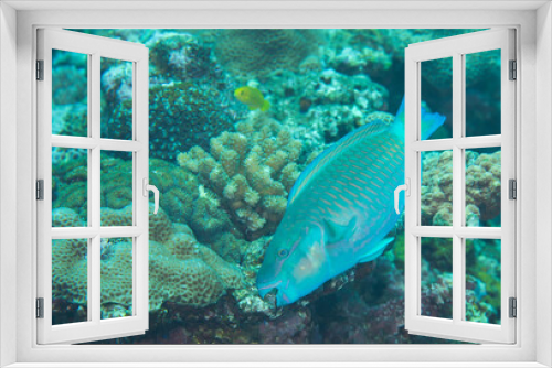 Fototapeta Naklejka Na Ścianę Okno 3D - 美しい魚　久米島　沖縄　ブダイ　サンゴ　