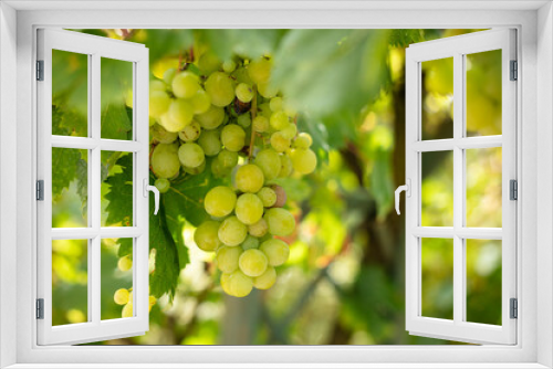 Fototapeta Naklejka Na Ścianę Okno 3D - Grappe de raisin et feuille sur une vigne