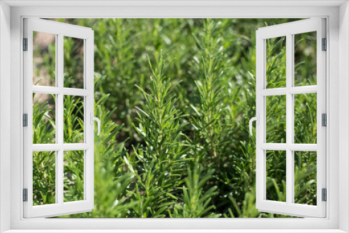 Fototapeta Naklejka Na Ścianę Okno 3D - Fresh Rosemary Herb grow outdoor. Plant Ready to Cook, healthy food concept, top view. Organic farming. Home Gardening. Ingredients for dish