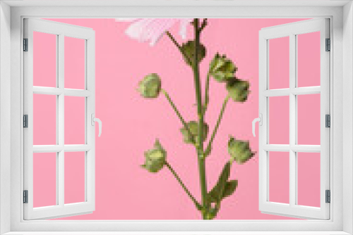 Fototapeta Naklejka Na Ścianę Okno 3D - Inflorescence of pink mallow flowers isolated on pink background.