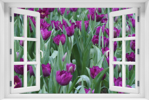 Fototapeta Naklejka Na Ścianę Okno 3D - multicolored tulips with dew drops on the surface of flowers and leaves.