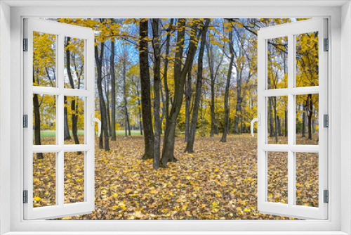 Fototapeta Naklejka Na Ścianę Okno 3D - panoramic colorful autumn scenery in a park. dry yellow fallen leaves on the ground.
