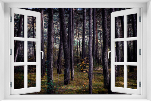 Fototapeta Naklejka Na Ścianę Okno 3D - forêt sous bois 4