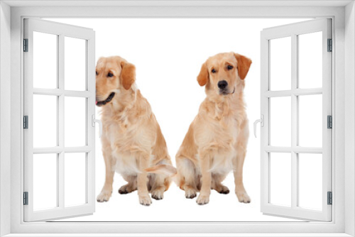 Fototapeta Naklejka Na Ścianę Okno 3D - Two sitting down golden dogs