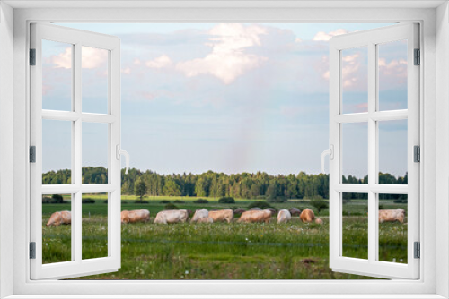 Fototapeta Naklejka Na Ścianę Okno 3D - Brown cows in meadow. Green field with rural farm animals in summertime