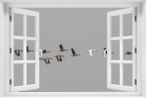 Fototapeta Naklejka Na Ścianę Okno 3D - Flock of migrating greylag goose and one white goose (Anser anser) in flight. Gelderland in the Netherlands.                                                                             