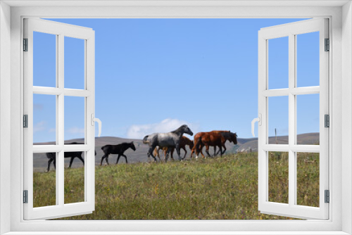 Fototapeta Naklejka Na Ścianę Okno 3D - Horse herd. Chechnya,  Russia