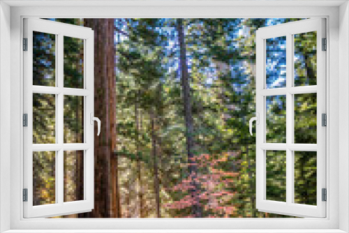 Fototapeta Naklejka Na Ścianę Okno 3D - Giant Sequoia Trees in Yosemite National Park, California