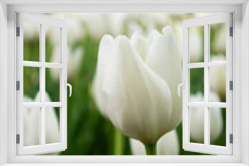 Fototapeta Naklejka Na Ścianę Okno 3D - White tulips blooming on field