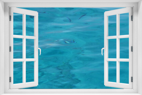 Fototapeta Naklejka Na Ścianę Okno 3D - dolphin swimming in the pool