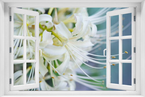 Fototapeta Naklejka Na Ścianę Okno 3D - 白い彼岸花　White cluster amaryllis 