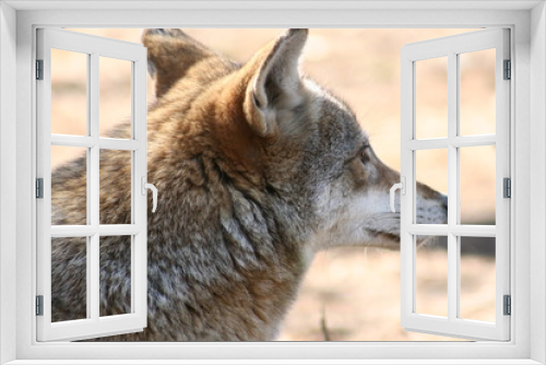 Fototapeta Naklejka Na Ścianę Okno 3D - coyote in the wild