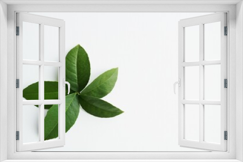 Fototapeta Naklejka Na Ścianę Okno 3D - 背景　緑の葉　レモンの葉　イメージ