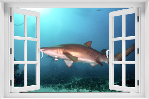 Fototapeta Naklejka Na Ścianę Okno 3D - A Close Up of a Grey Nurse Shark