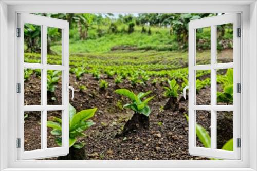 Fototapeta Naklejka Na Ścianę Okno 3D - plantation landscape Plant coffee tree Growing Coffee